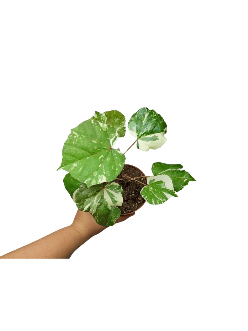 Hibiscus Variegata