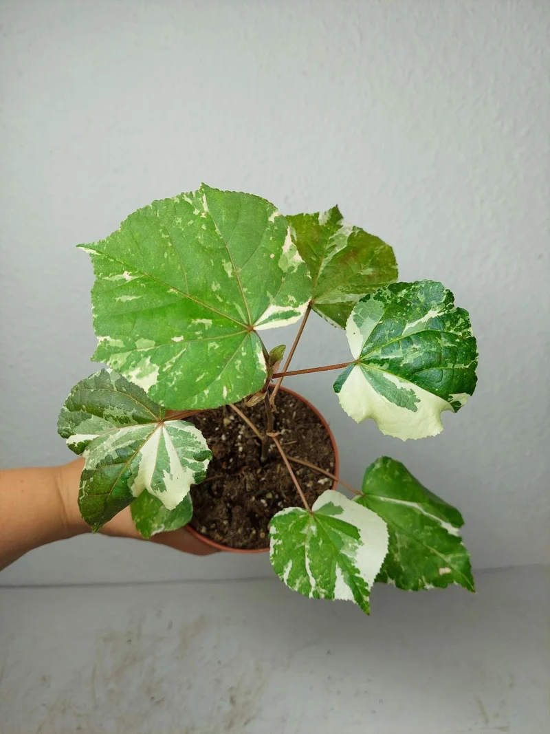 Hibiscus Variegata