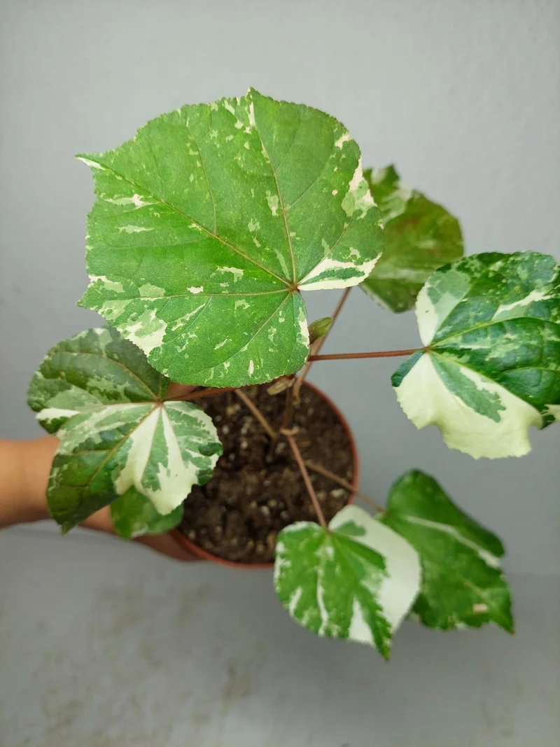 Hibiscus Variegata