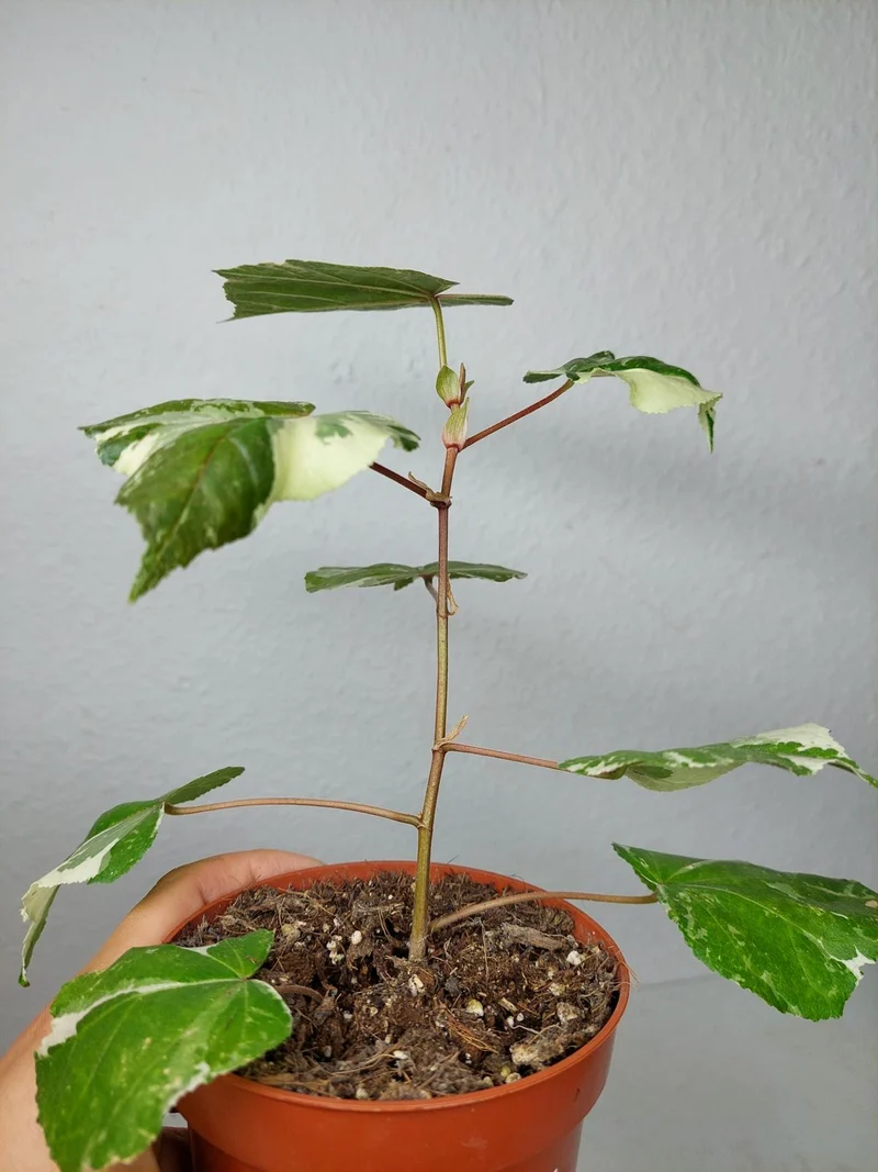 Hibiscus Variegata