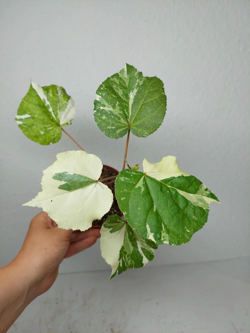 Hibiscus Variegata
