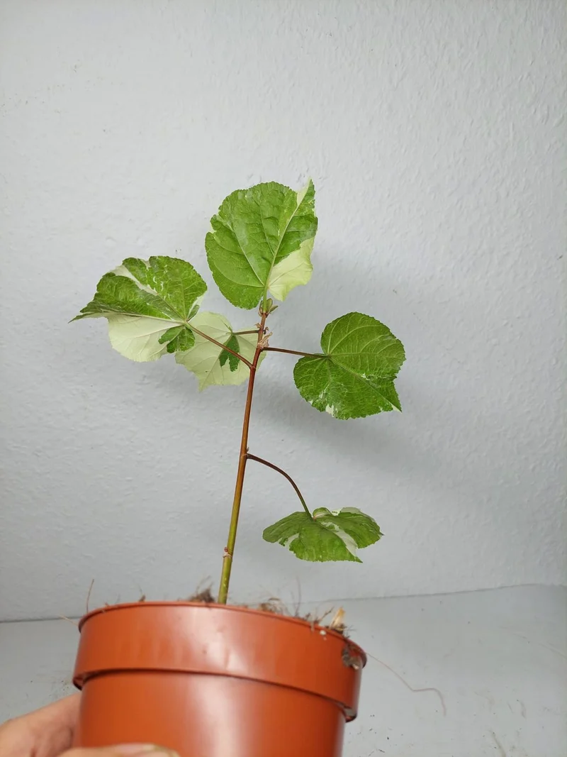 Hibiscus Variegata