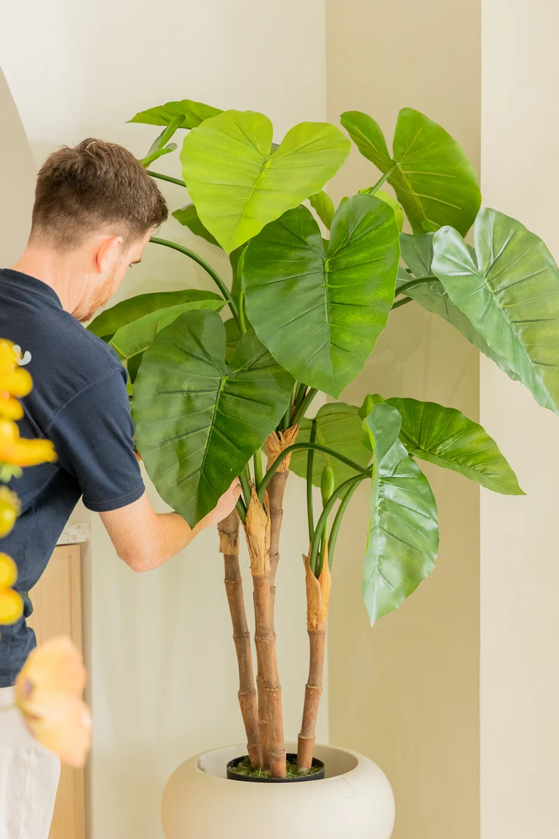 Alocasia Kunstpflanze 140cm