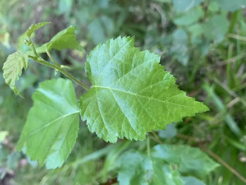 Sandbirke - Baum des Jahres 2000