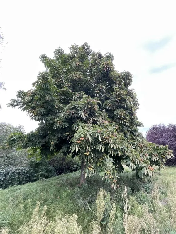 Rosskastanie - Baum des Jahres 2005