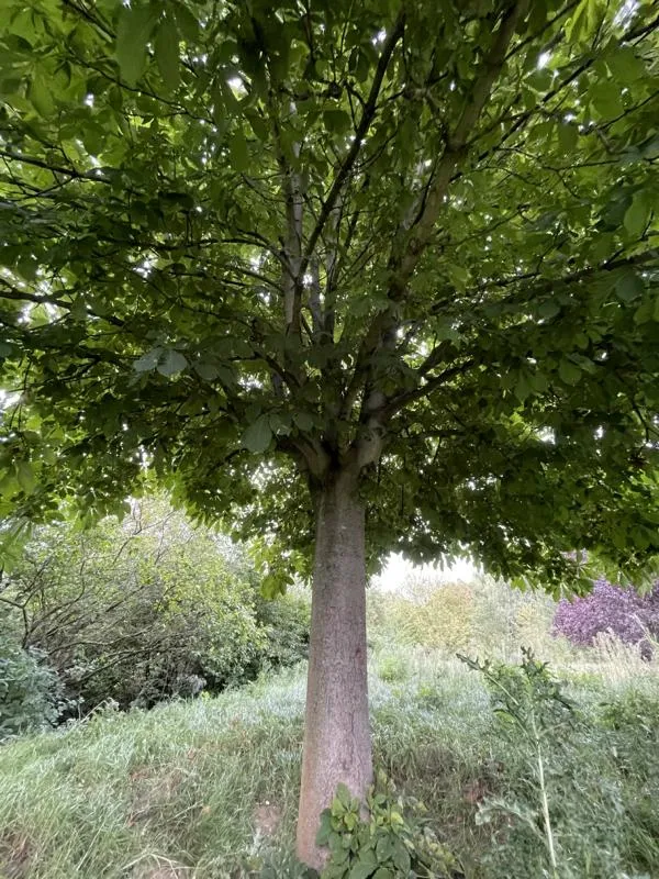 Rosskastanie - Baum des Jahres 2005