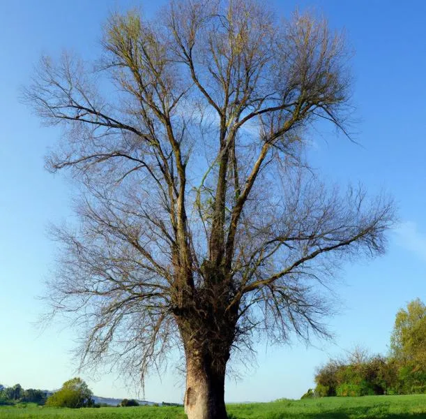 Schwarzpappel - Baum des Jahres 2006