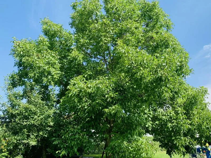 Walnuss - Baum des Jahres 2008