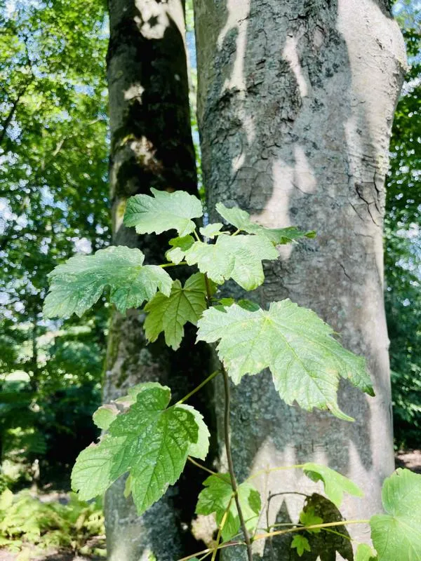 Bergahorn - Baum des Jahres 2009