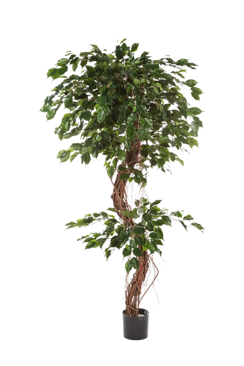 Künstlicher Ficus – Seraphius | 180 cm