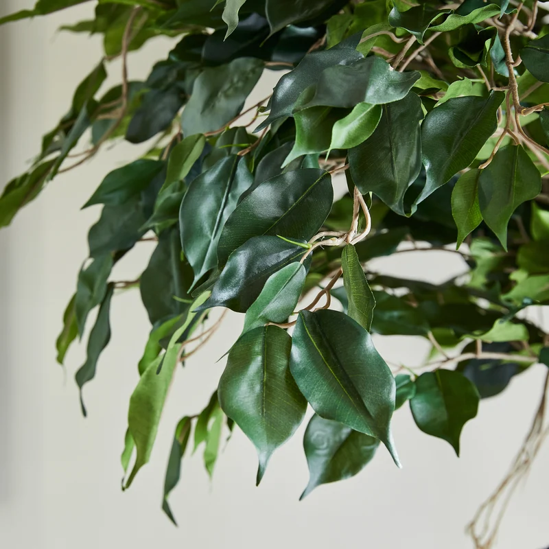 Künstlicher Ficus – Seraphius | 180 cm