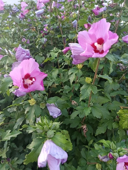 Hibiskus Woodbridge - Topf/Containerpflanzen