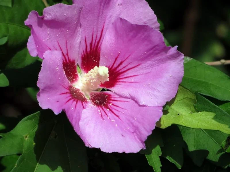 Hibiskus Woodbridge - Topf/Containerpflanzen