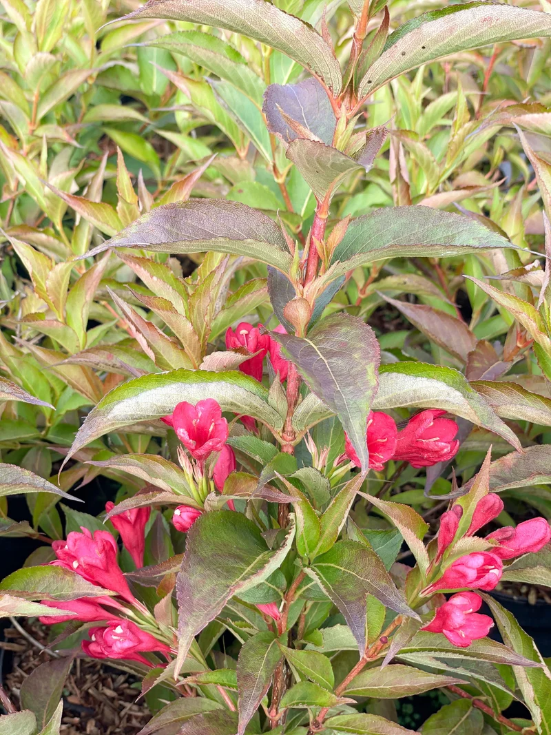 Rosa Weigelie - Topf/Containerpflanzen