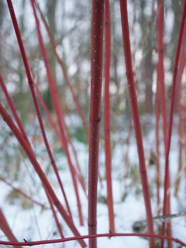 Roter Hartriegel Midwinter Fire - Topf/Containerpflanzen