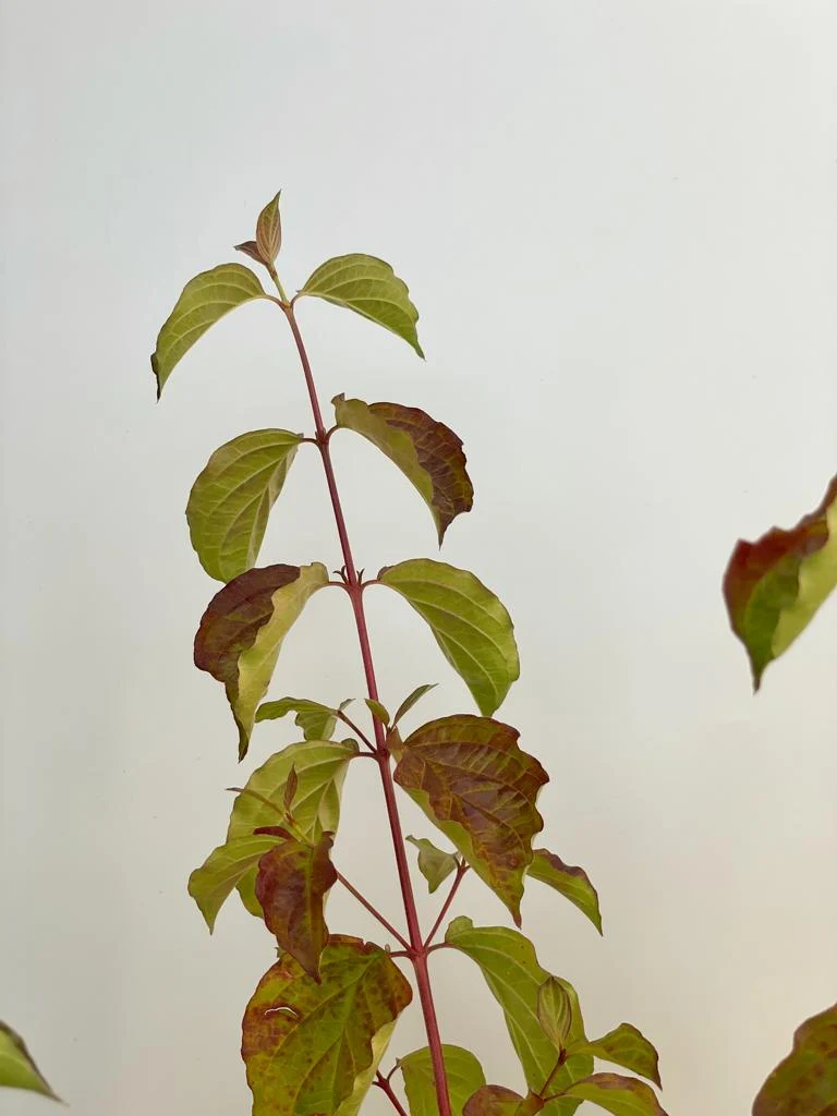 Roter Hartriegel Midwinter Fire - Topf/Containerpflanzen