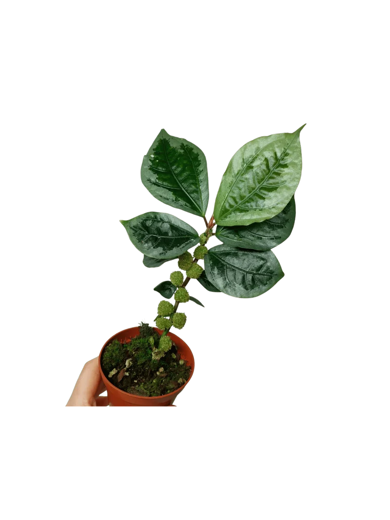 Elatostema Vittatum