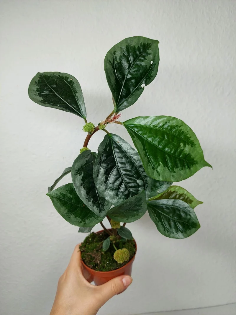 Elatostema Vittatum