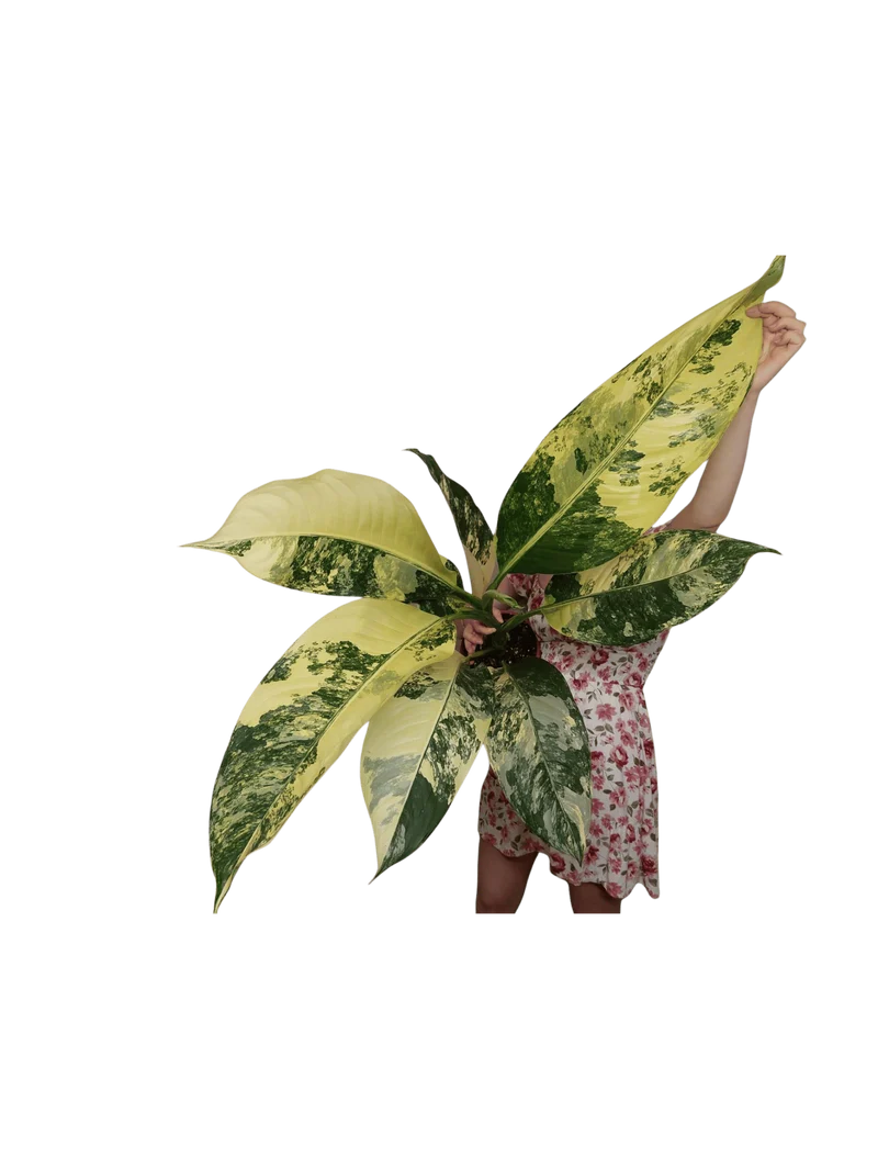 Dieffenbachia Big Ben Variegata