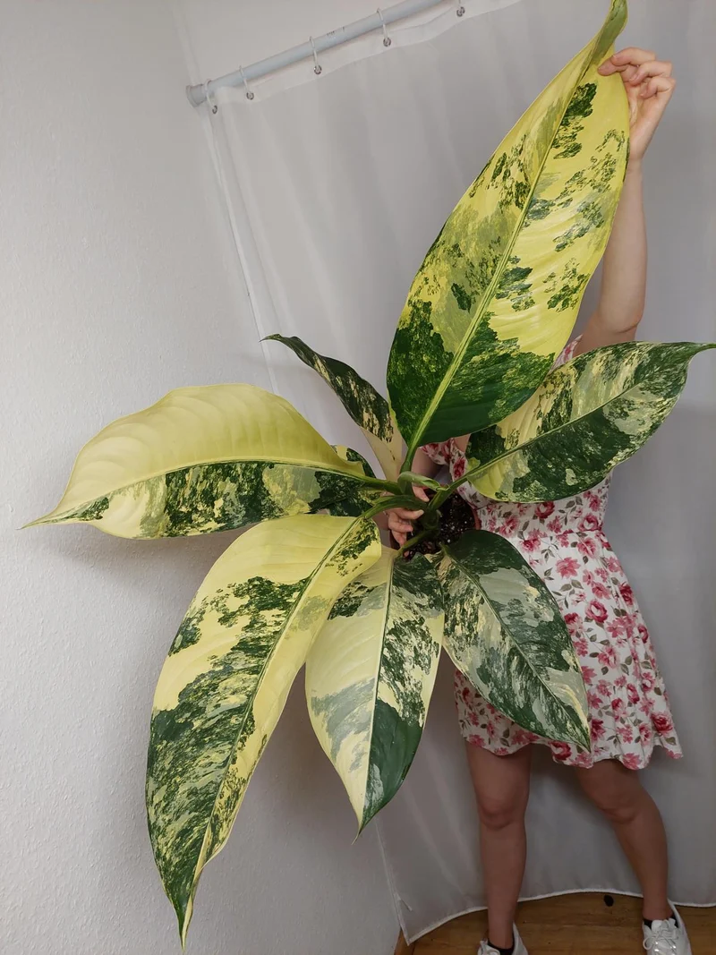 Dieffenbachia Big Ben Variegata