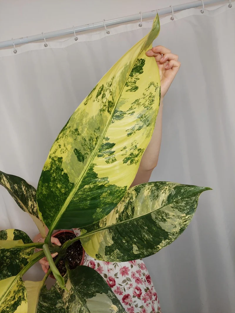 Dieffenbachia Big Ben Variegata