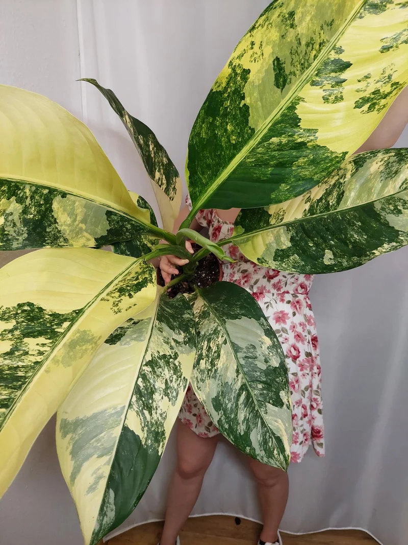 Dieffenbachia Big Ben Variegata