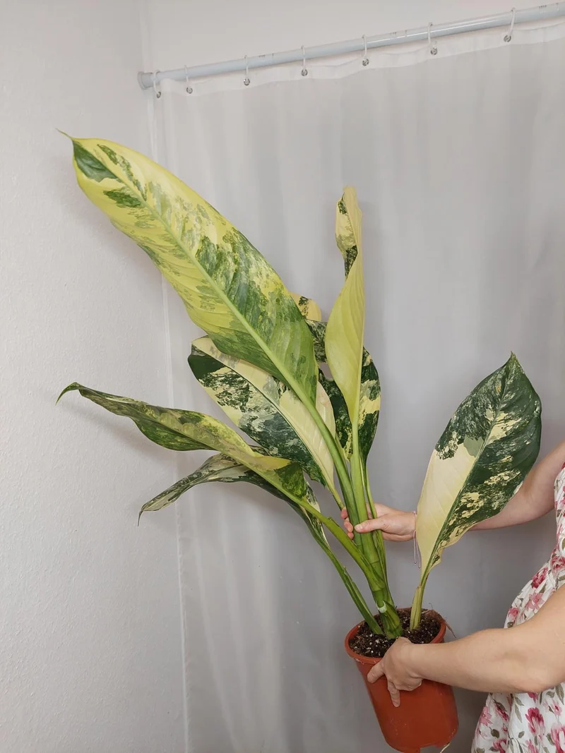 Dieffenbachia Big Ben Variegata