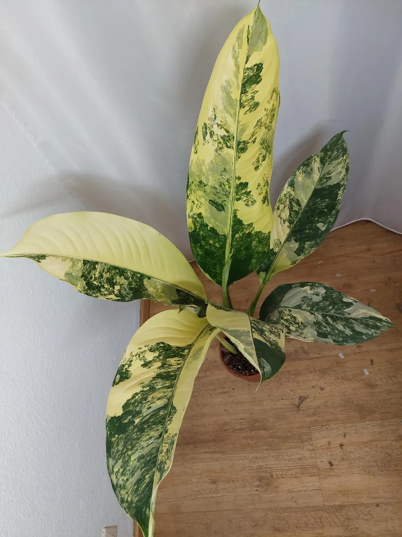 Dieffenbachia Big Ben Variegata