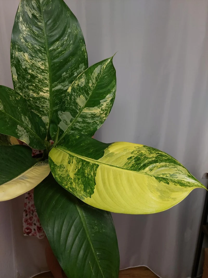 Dieffenbachia Big Ben Variegata
