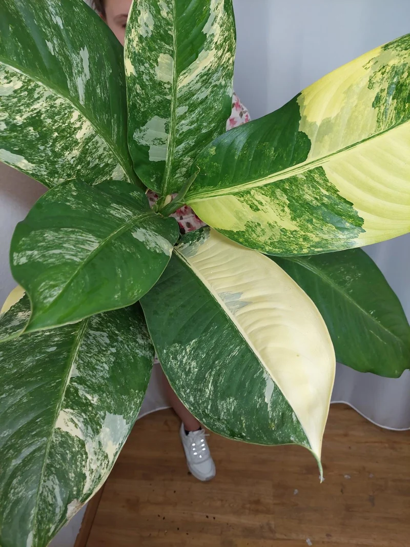 Dieffenbachia Big Ben Variegata