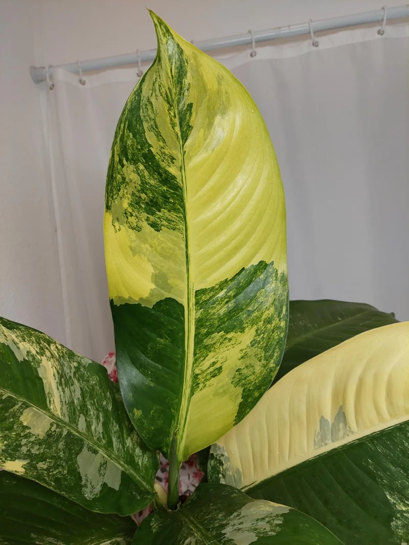 Dieffenbachia Big Ben Variegata