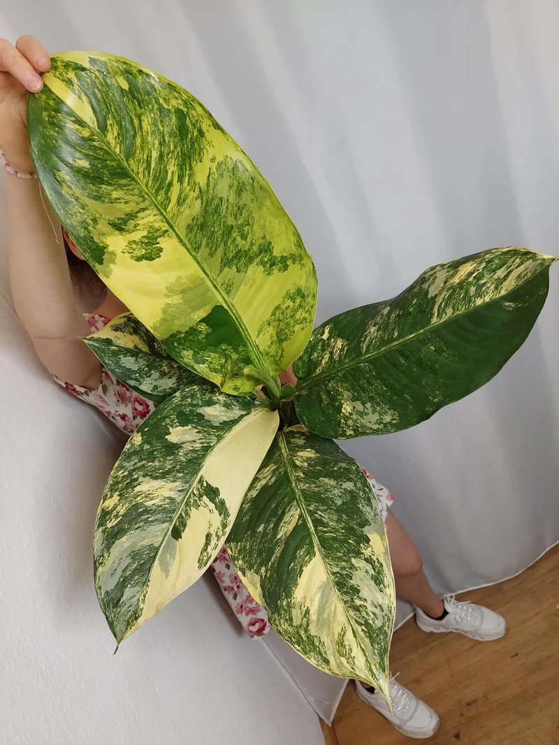 Dieffenbachia Big Ben Variegata