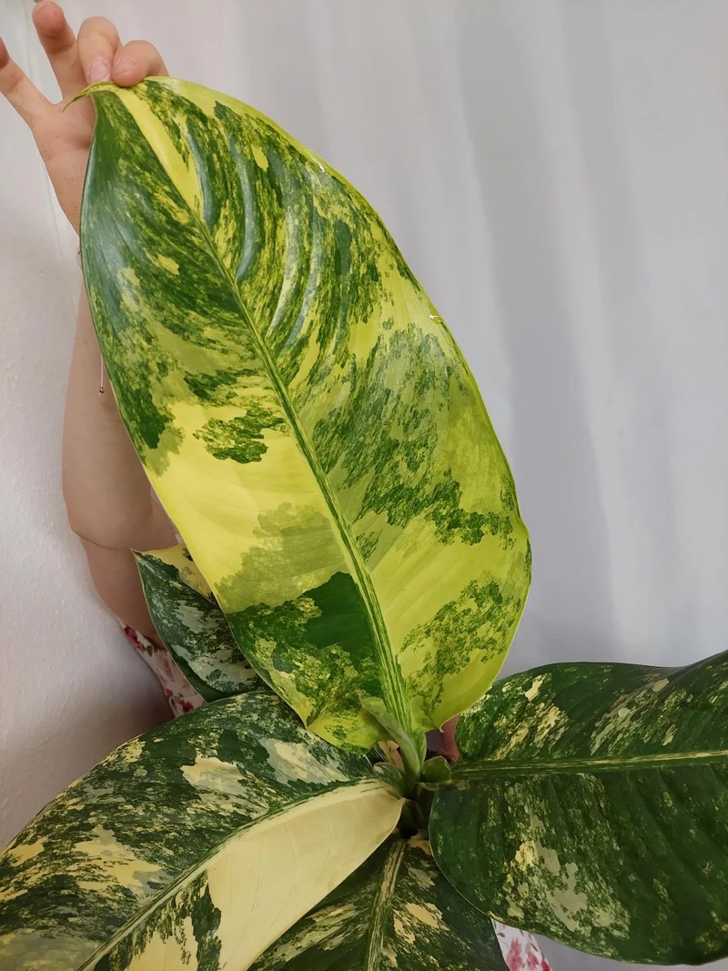 Dieffenbachia Big Ben Variegata