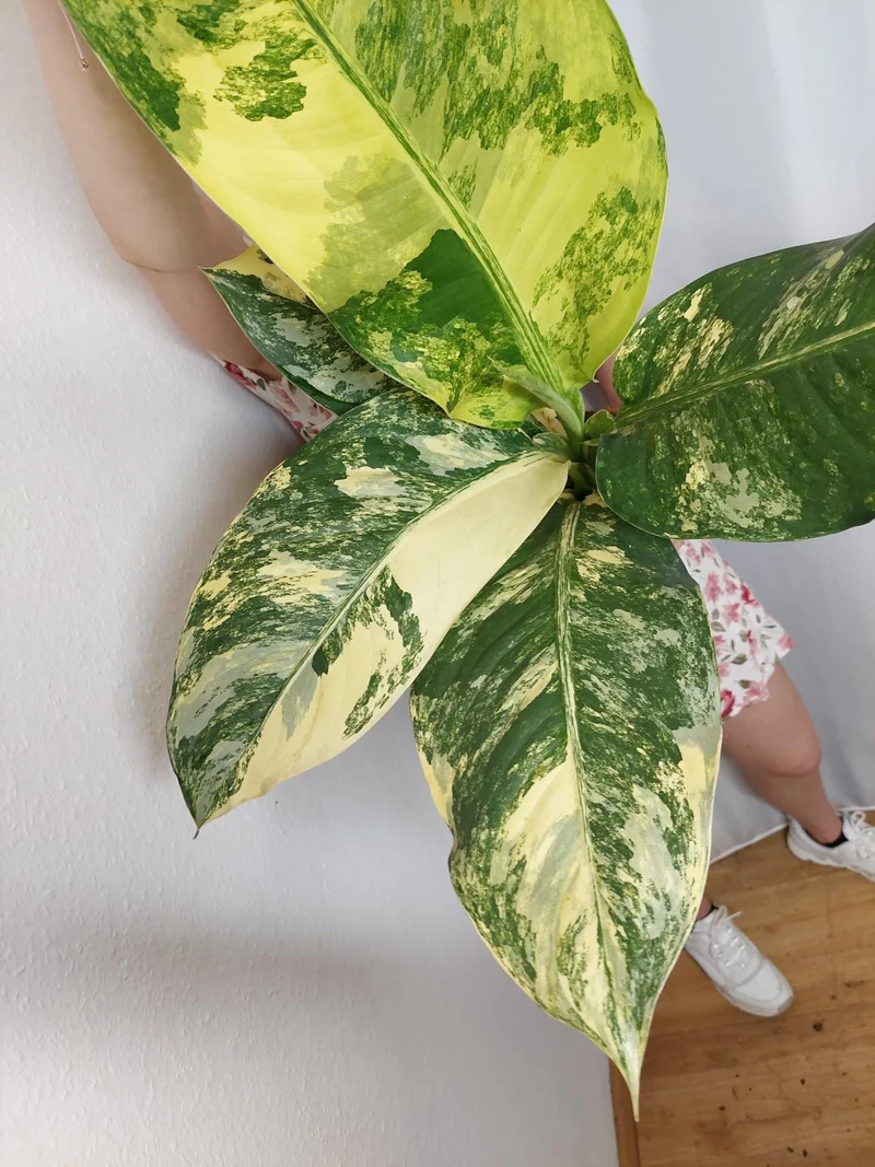 Dieffenbachia Big Ben Variegata
