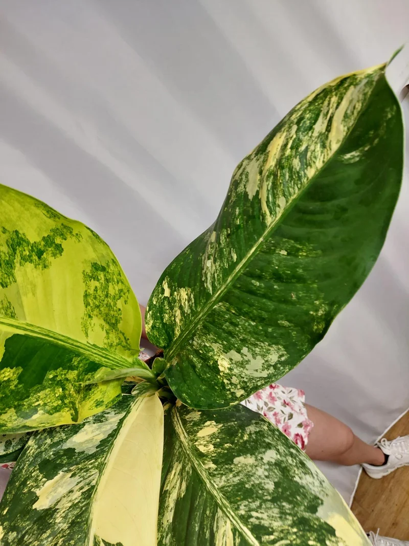 Dieffenbachia Big Ben Variegata