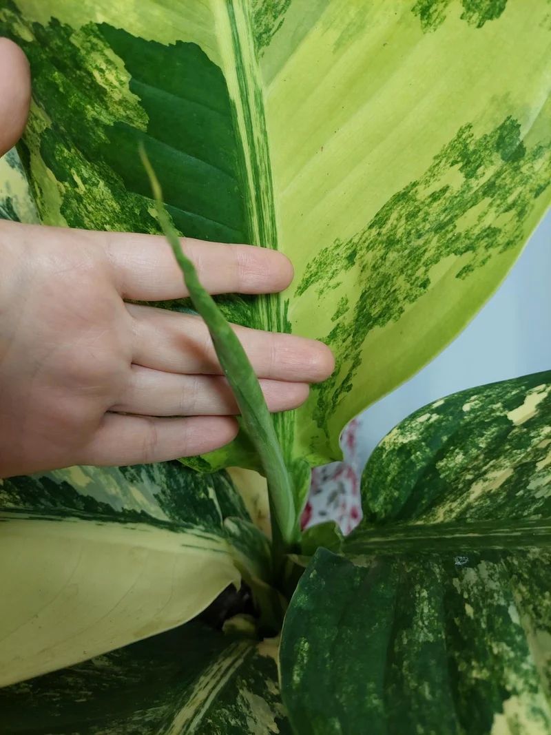 Dieffenbachia Big Ben Variegata