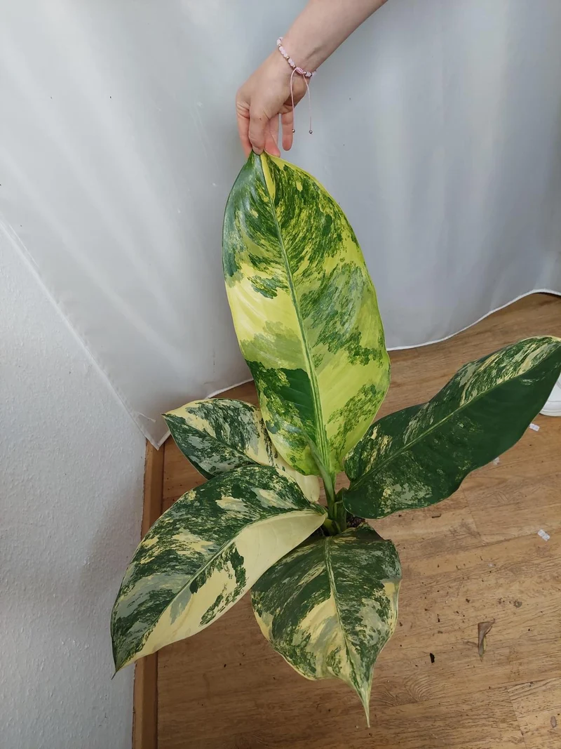 Dieffenbachia Big Ben Variegata