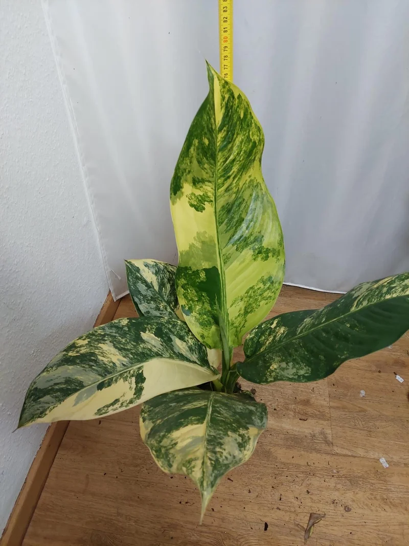 Dieffenbachia Big Ben Variegata