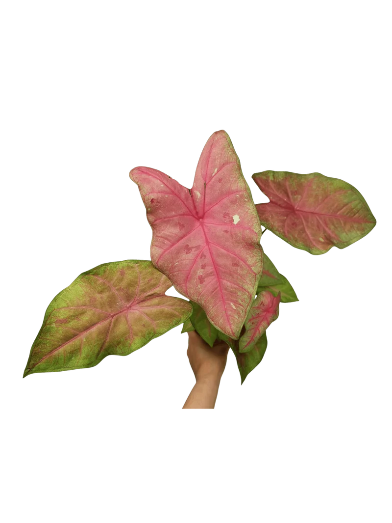 Caladium Sexy Pink