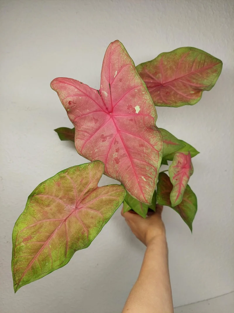 Caladium Sexy Pink