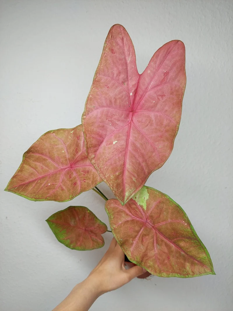 Caladium Sexy Pink