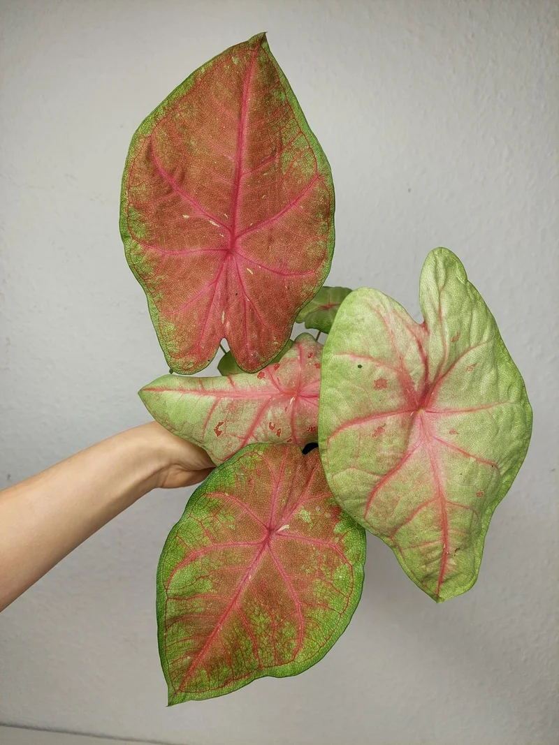 Caladium Sexy Pink