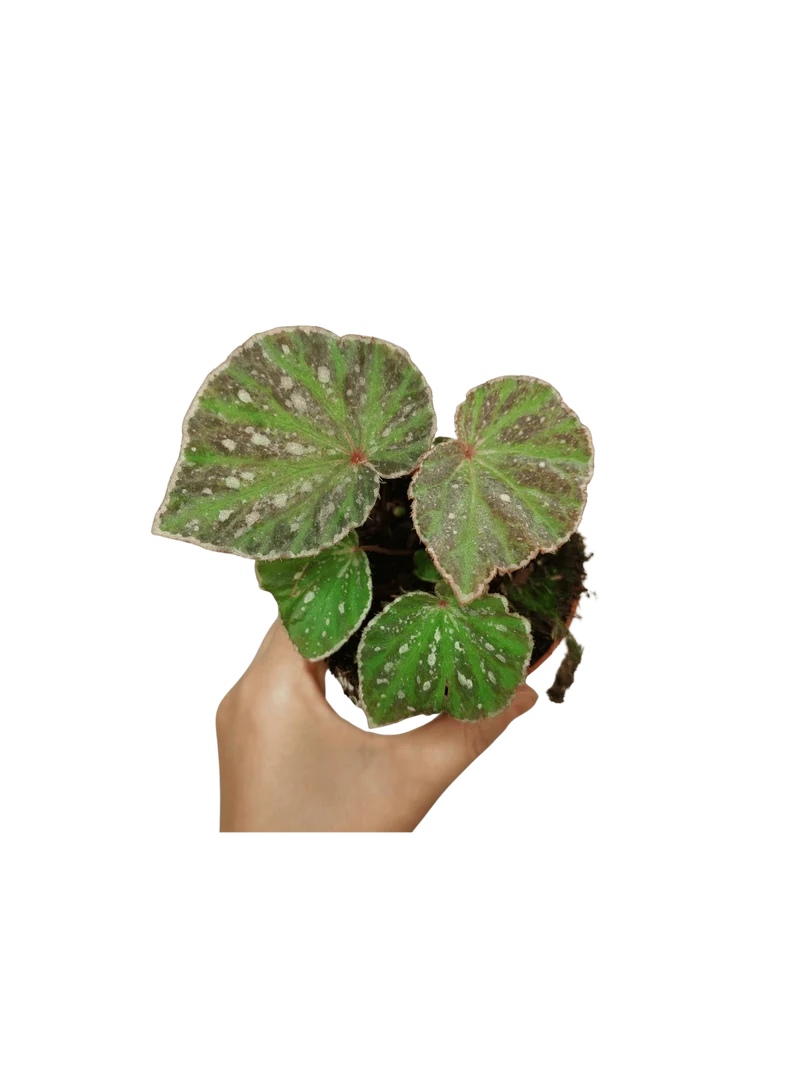 Begonia Snow Have
