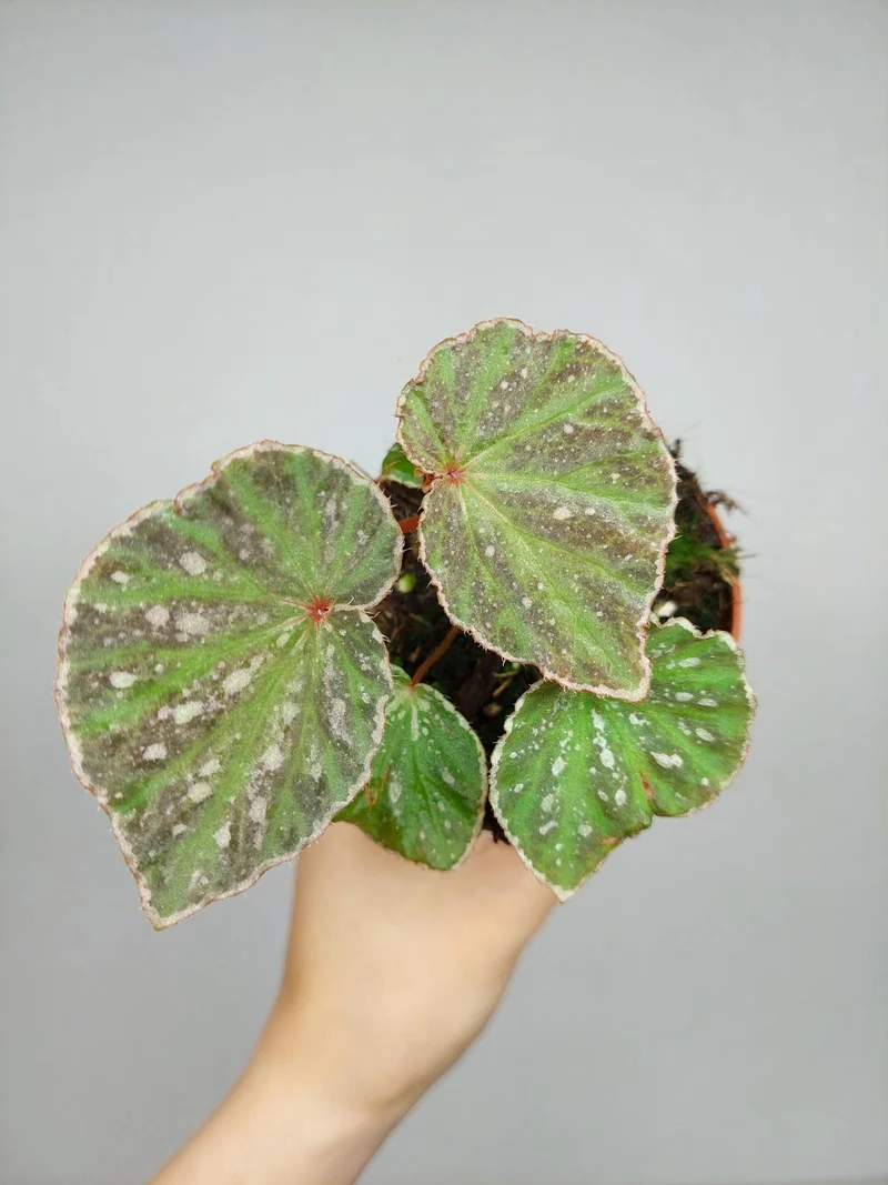 Begonia Snow Have