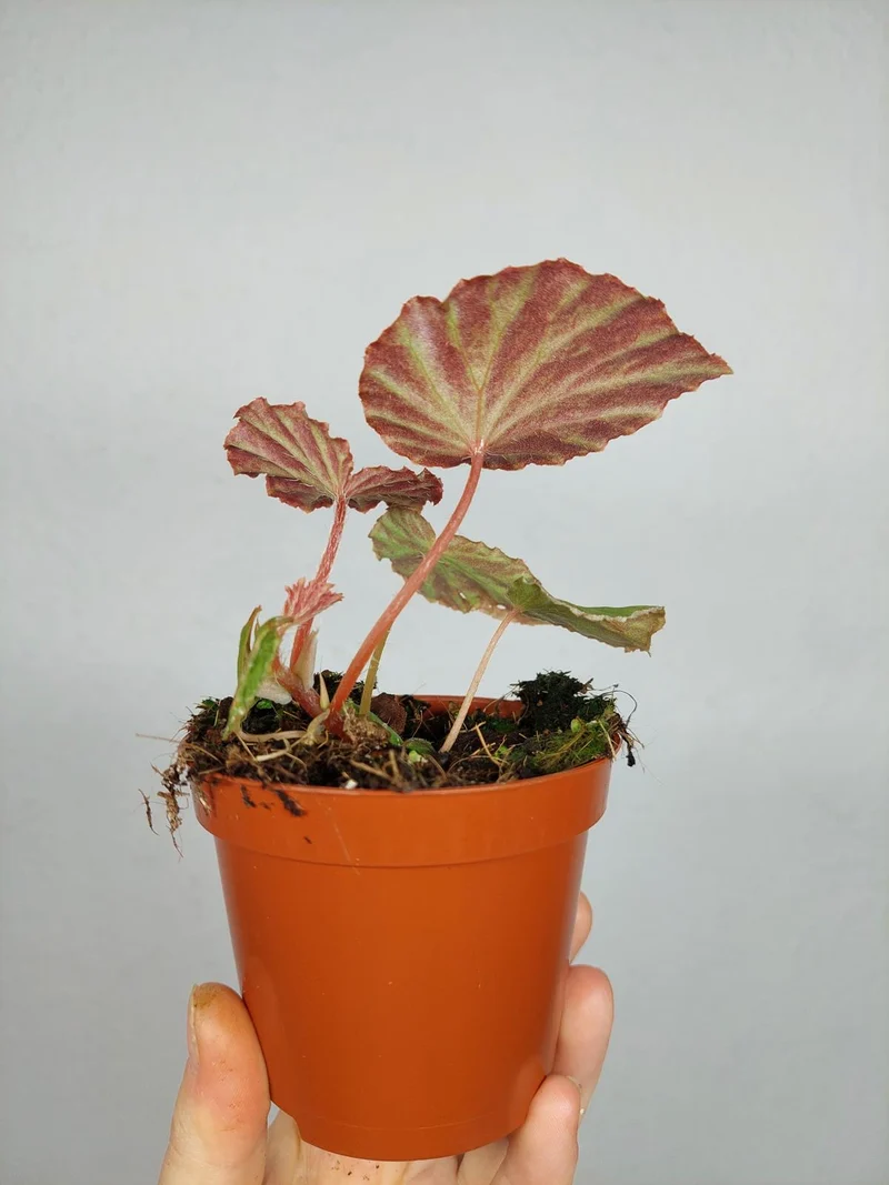 Begonia Snow Have