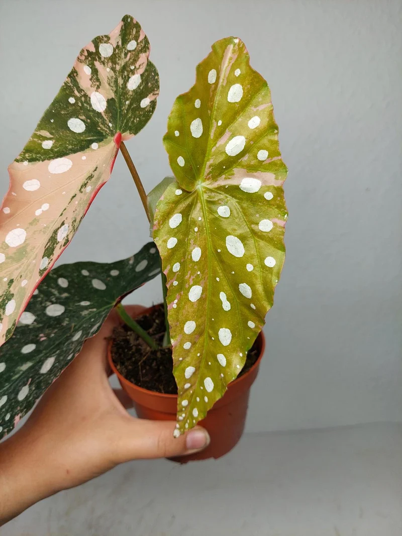 Begonia Maculata Pink Variegata
