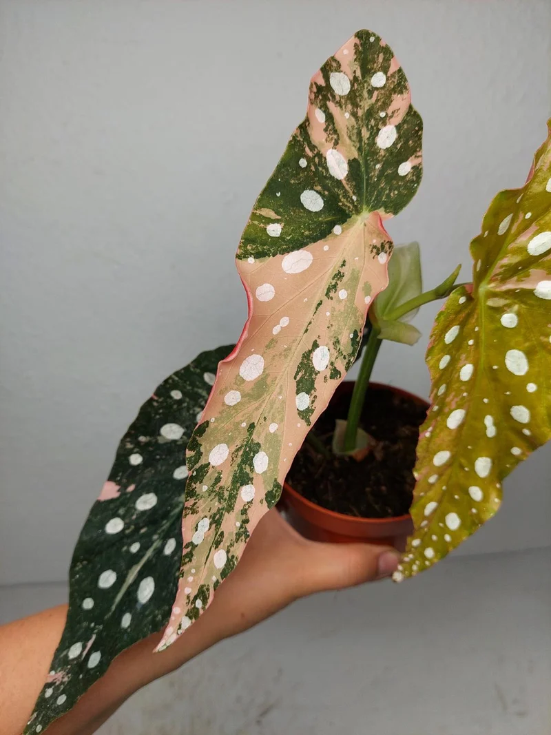 Begonia Maculata Pink Variegata
