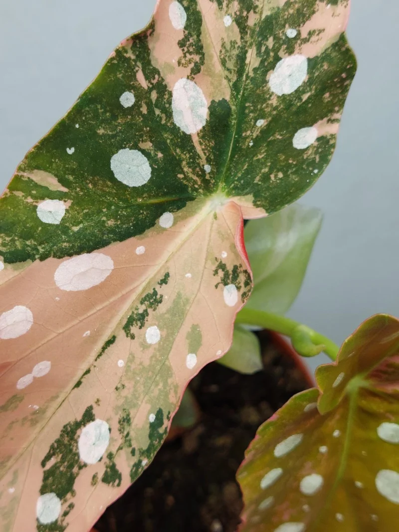 Begonia Maculata Pink Variegata