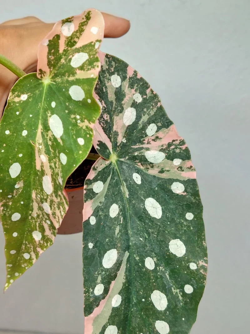 Begonia Maculata Pink Variegata