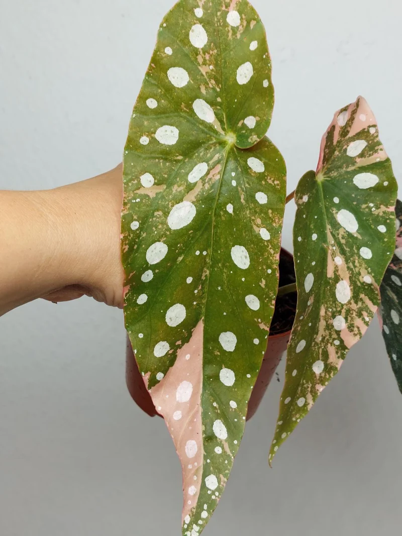 Begonia Maculata Pink Variegata